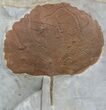 Detailed Fossil Leaf (Zizyphoides) - Montana #56687-1